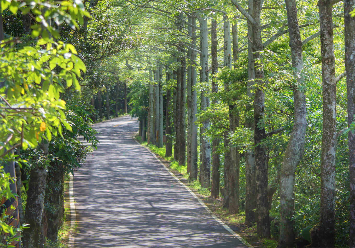 橫山木棉道